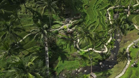 Aerial-of-Rice-field-Tegallalang-travel-destination-in-rural-Bali,-Indonesia-with-palm-tree-and-river