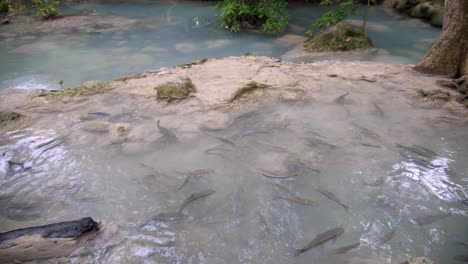 Panning-Left-to-Right,-Blue-Water-Pond-with-Fishes-Swimming-in-The-Pond