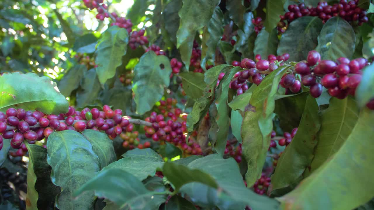 una planta de café llena de granos de café maduros rojos en un campo ventoso