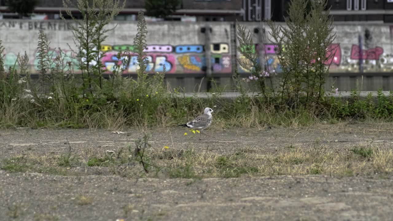 Tracking shot of wild seagull walking on shabby quay against plants and graffiti wall