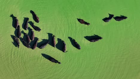 top down showing lots of black dairy cows cooling off in green murky water during mid day aerial top down static 4k