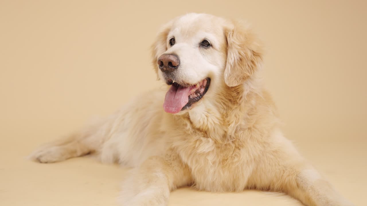 골든 리트리버 초상화