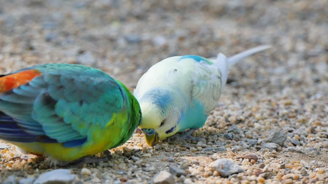 Uccelli colorati che mangiano a terra