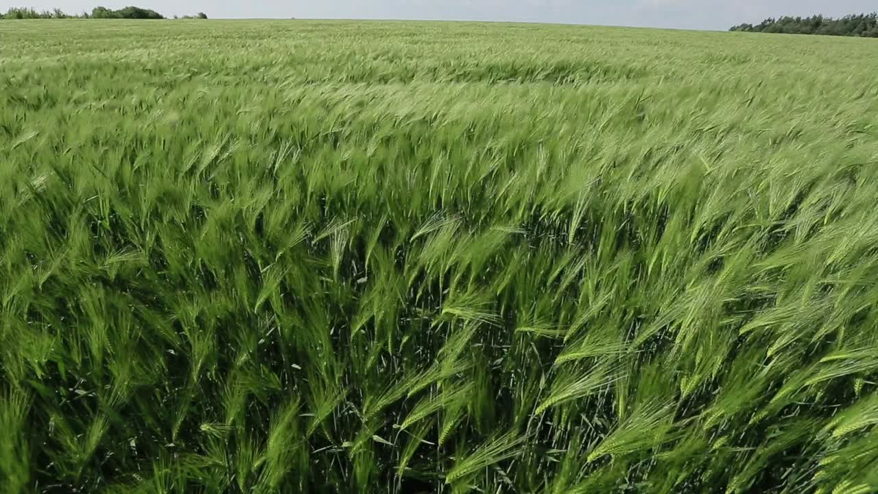 Green Wheat In The Field. Fresh green wheat field during summer day