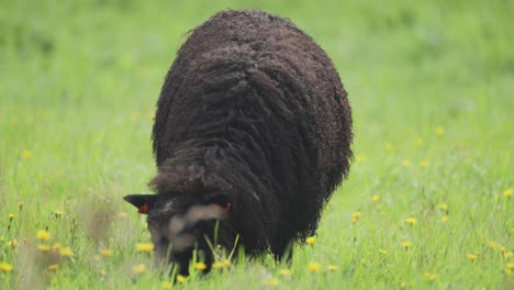 a close-up shot of the black woolly sheep on the lush flowering meadow