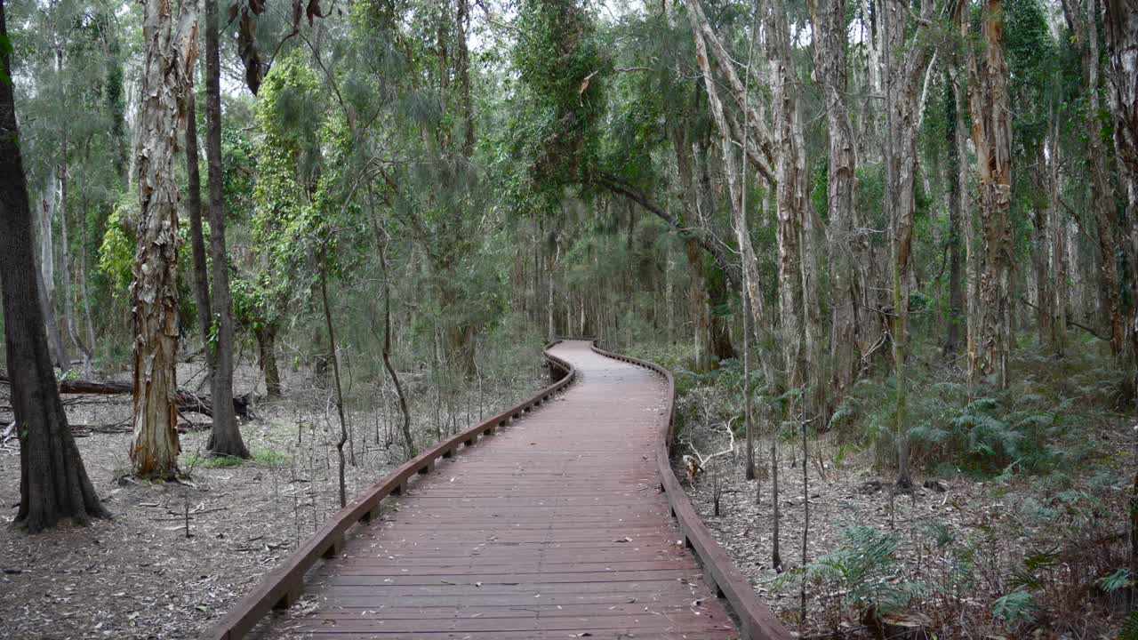 호주 골드코스트에 있는 유칼립투스 숲, 숲 안의 길, 자연 공원