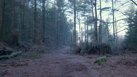 forest path in winter