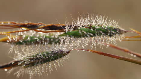 macro shot of green grass blades with surrounding dew drops during sunrise in the morning