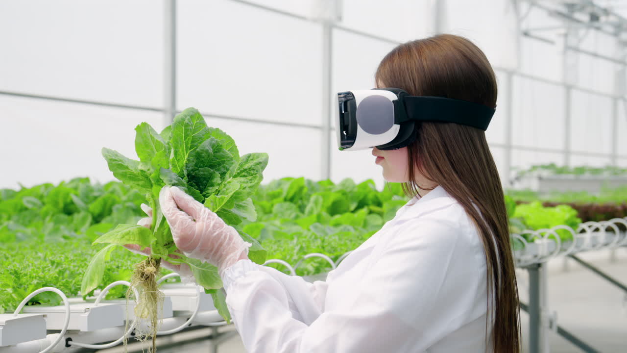 Laboratory technician in a white coat wearing a Virtual Reality headset, analysing lettuce grown with the Hydroponic method in a greenhouse