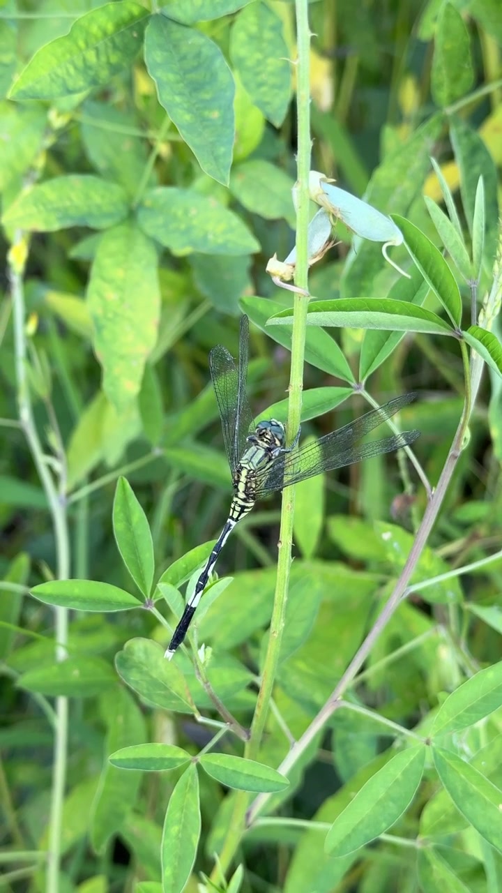 Libellula verde che riposa su uno stelo di pianta nella natura.