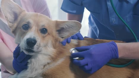 un equipo de veterinarios examina a un perro corgi enfermo usando un estetoscopio