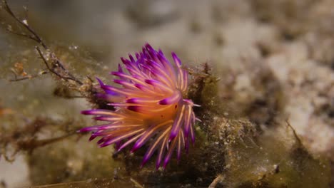 un impresionante nudibranquio de criaturas marinas de colores balanceándose en la corriente del océano