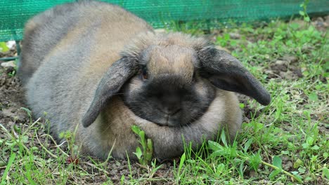 cute brown rabbit lying on the grass in the garden