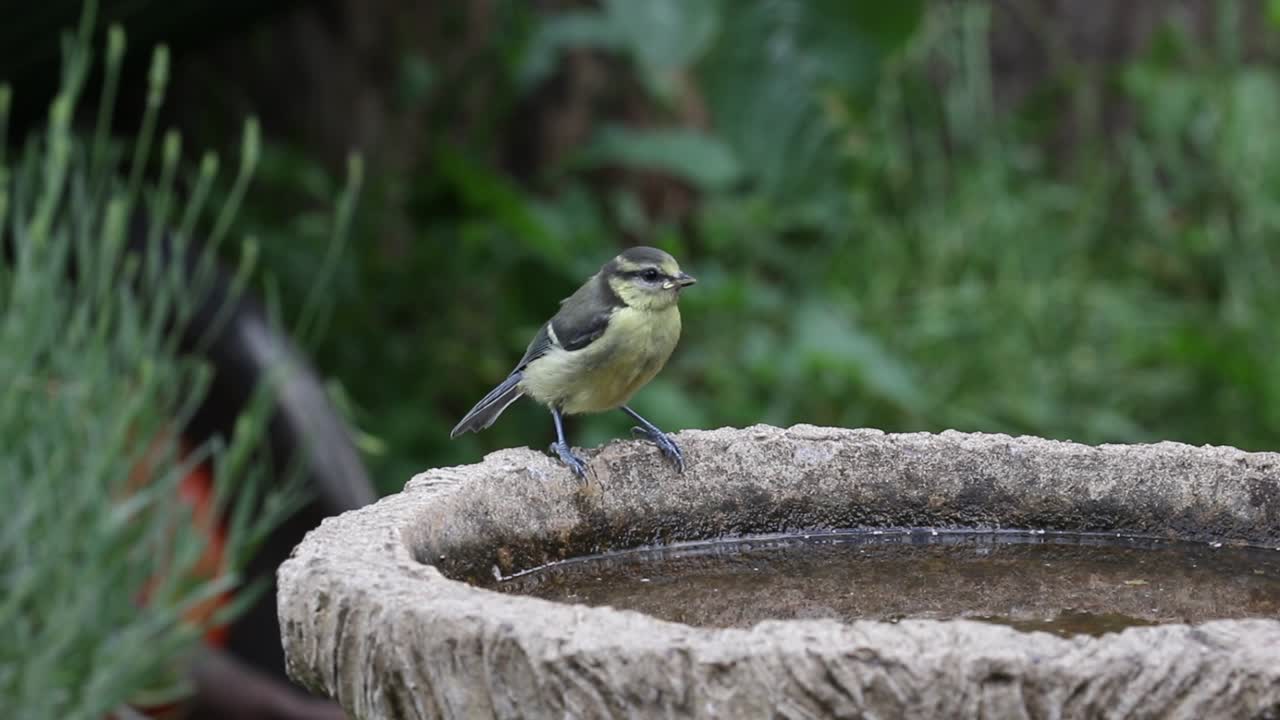 un tit azul juvenil, cyanistes caeruleus, bebiendo de un baño de pájaros