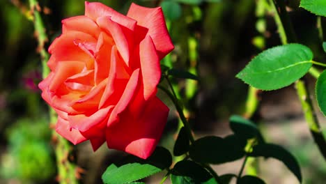 zoom in on a red rose