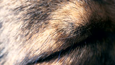 fotografía macro del ojo de un perro que se queda dormido