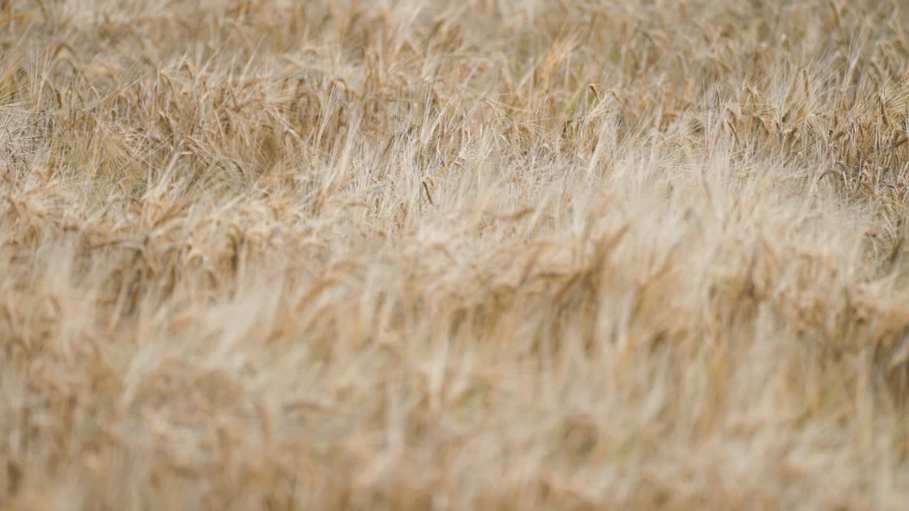 Close-up view of ripe wheat stalks gently bending as the wind moves through the golden field.