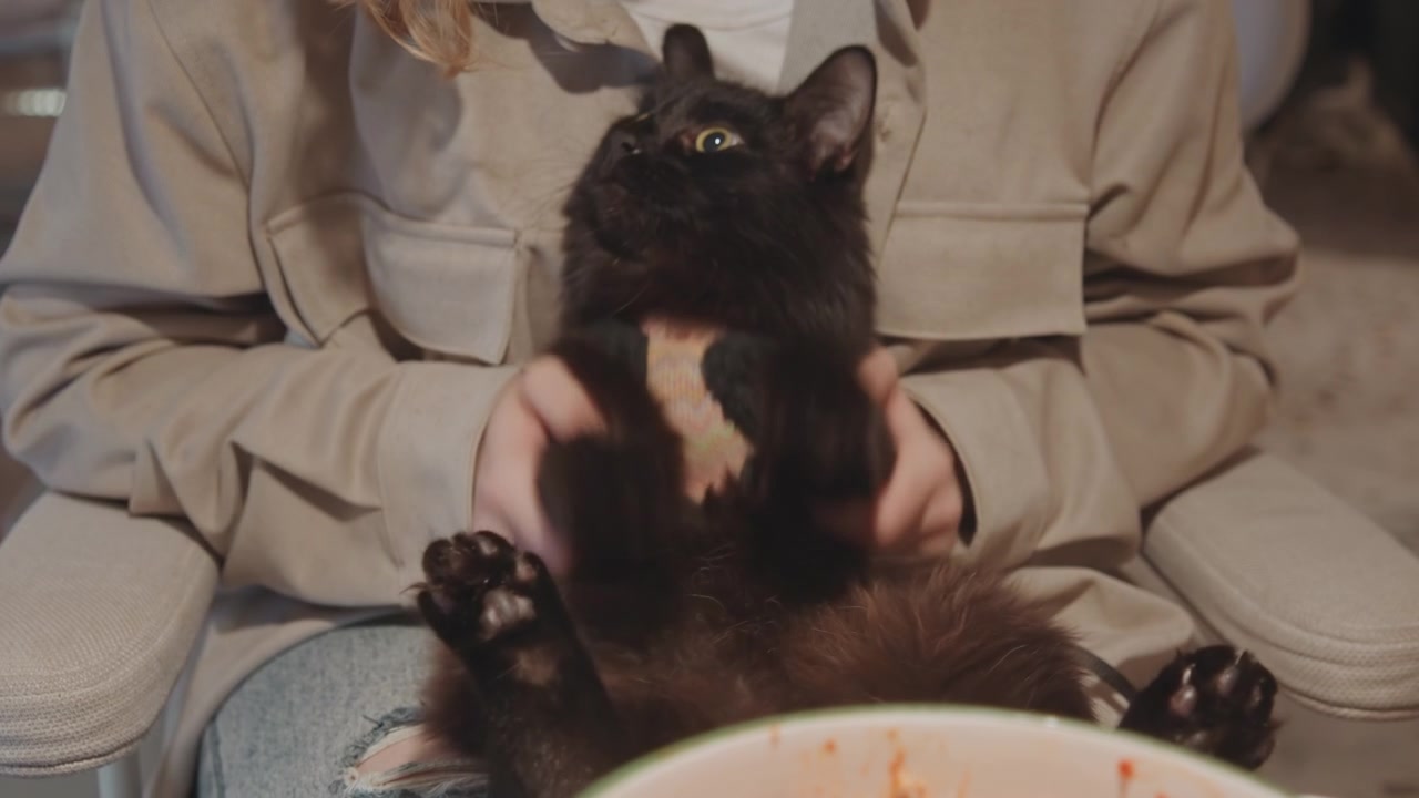Primo piano di gatto nero sdraiato sulla schiena sul grembo di una donna, che indossa una pettorina colorata mentre la donna lo tiene delicatamente. La scena mostra un'illuminazione interna soffusa e parte dei suoi jeans in denim visibili.