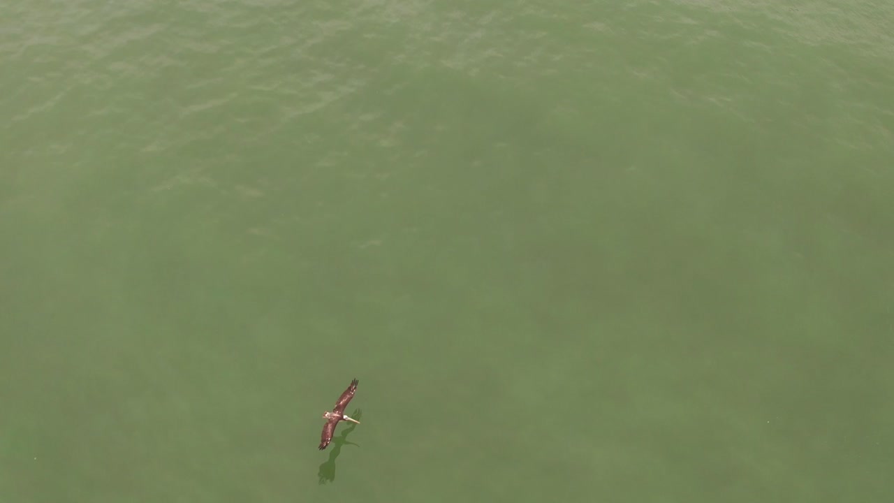 vuelo sobre el seguimiento épico de un pelícano peruano desde arriba mientras vuela justo sobre el agua del mar con sombra en el agua, pájaro desde arriba aerodinámico