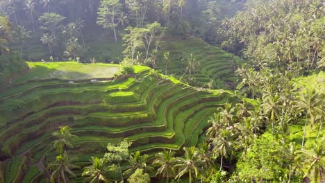 Drone-Alejándose-De-La-Terraza-De-Arroz-En-Tegallalang,-Bali