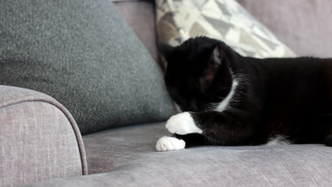 house cat cleaning on a couch in the daytime