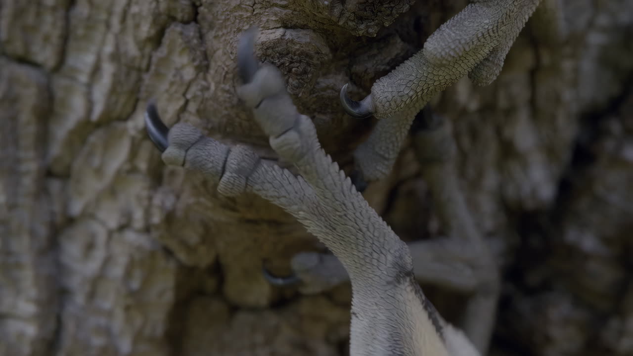 Close-up of Raptor Talons Gripping a Tree Trunk