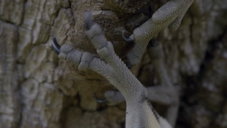 close-up of raptor talons gripping a tree trunk