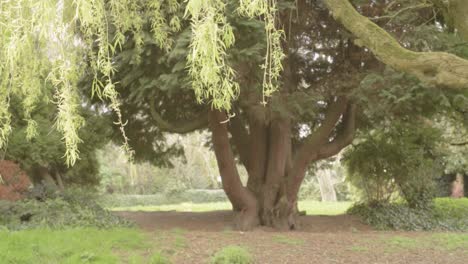 Relaxing landscape of willow tree