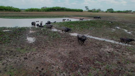 aerial shot of buffalo grazing and walking around a lagoon in the countryside