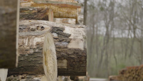 freshly harvested logs stacked in the forest - zooming out revealing rows of felled logging tree trunks