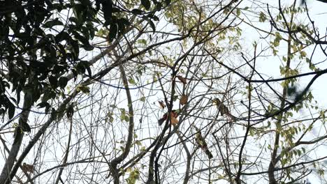 mirando grandes pájaros tucán posados en un árbol