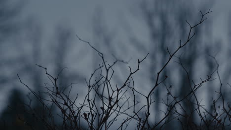 ramas abstractas en invierno