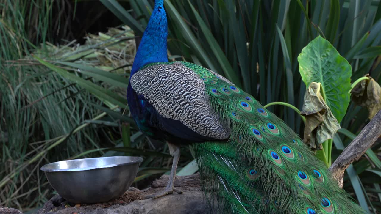 un impresionante pavo real con su larga y colorida cola caminando libre en el safari en teotihuacan, méxico