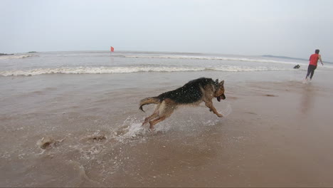 Perros-Pastores-Alemanes-Muy-Felices-Y-Juguetones-Corriendo-En-La-Playa-Persiguiendo-A-Sus-Dueños