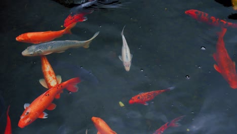 fancy carp swimming in a pond. carps fish or koi swim in pond. water is black and reflection of light.