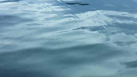 gentle waves on a serene ocean surface