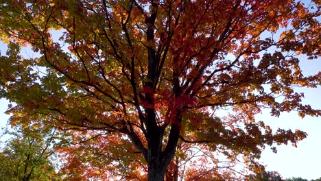 colorful-autumn-leaves-in-morning-sunlight-4k