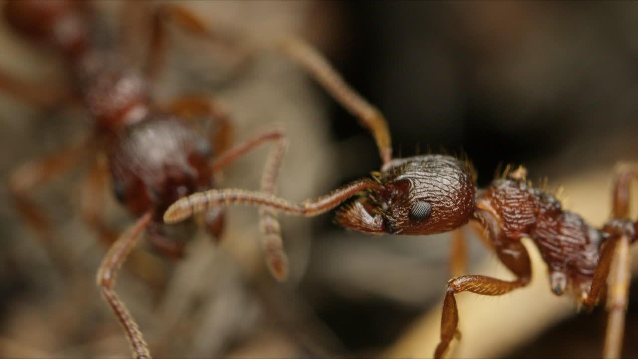 Detailed macro view of European fire ants on natural forest floor