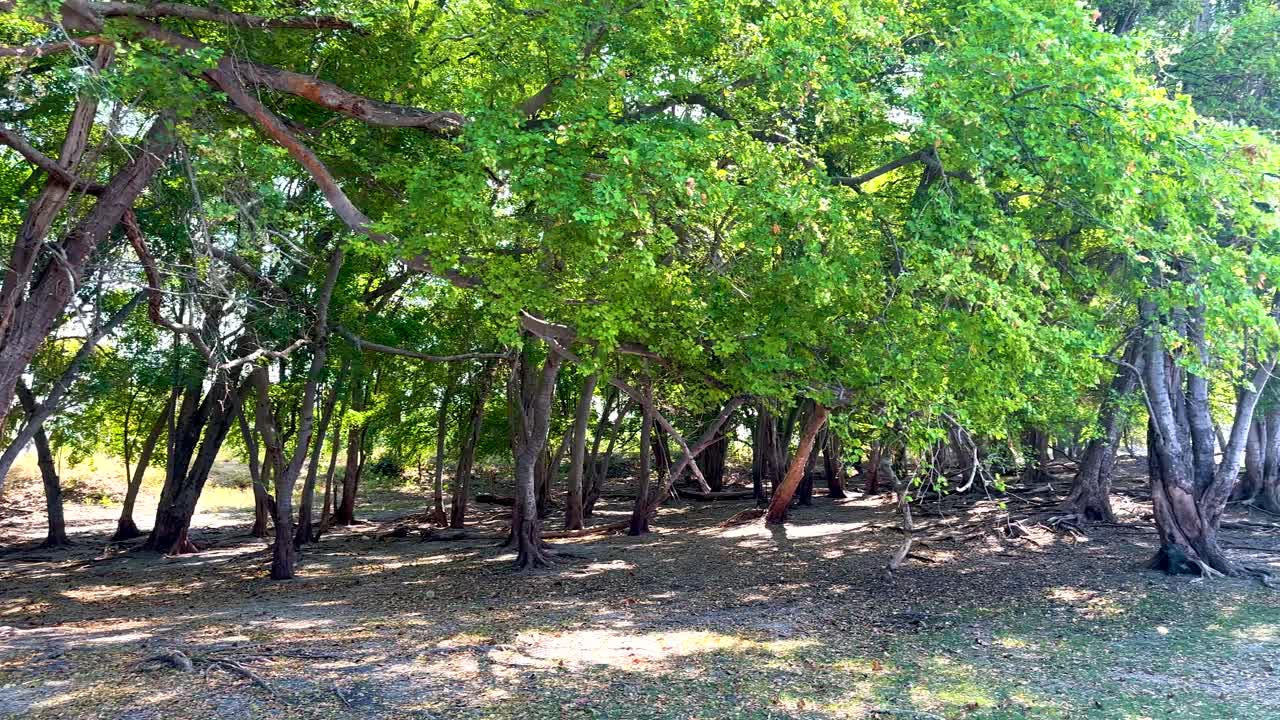 пышные зеленые деревья в спокойной лесной обстановке