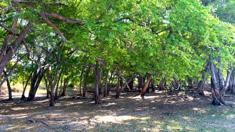 árboles verdes exuberantes en un entorno forestal tranquilo