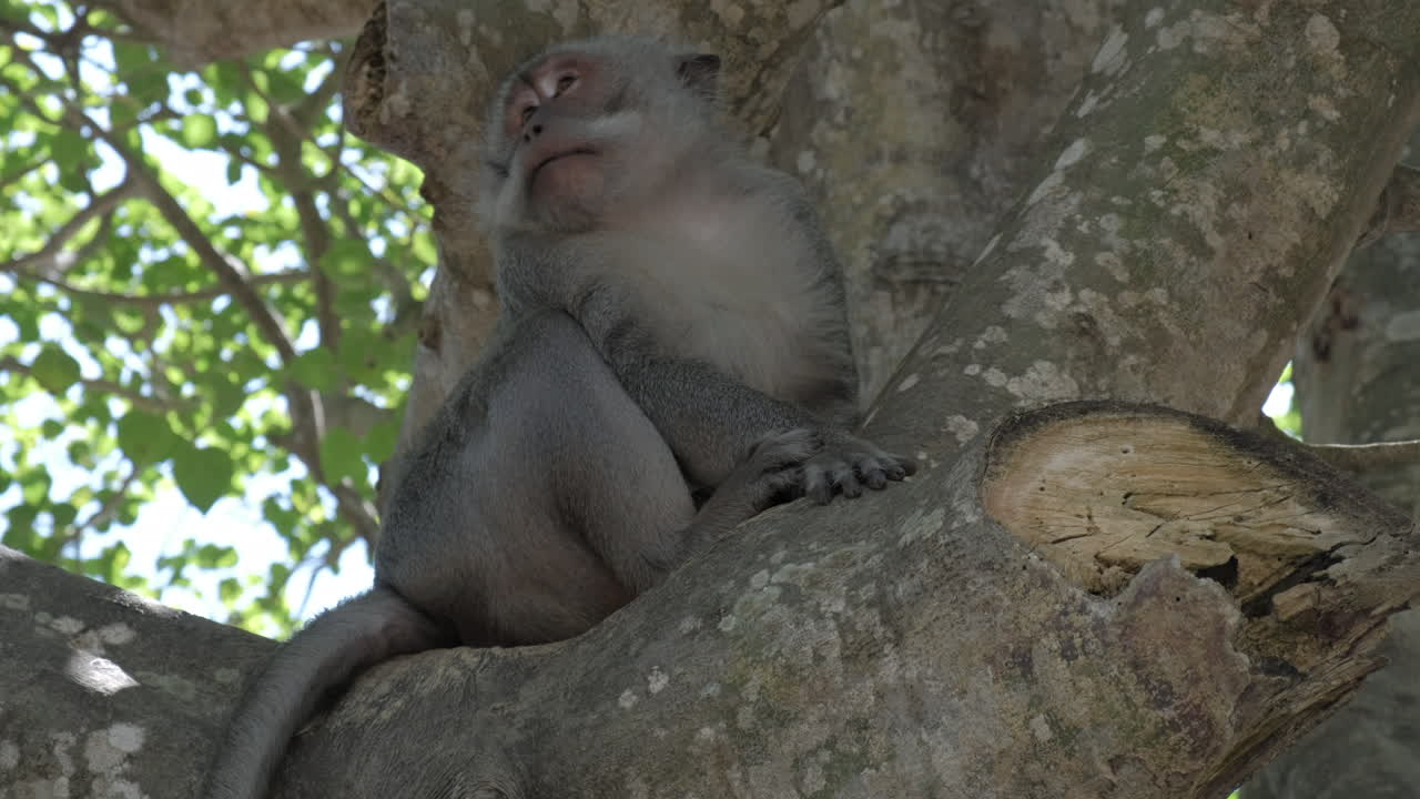 mono en el árbol despertando del sueño mirando por encima del hombro