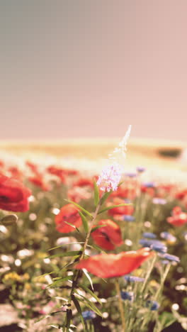 field of poppies