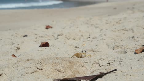 cangrejo cavando un agujero en la arena en la playa en un día soleado, video gracioso