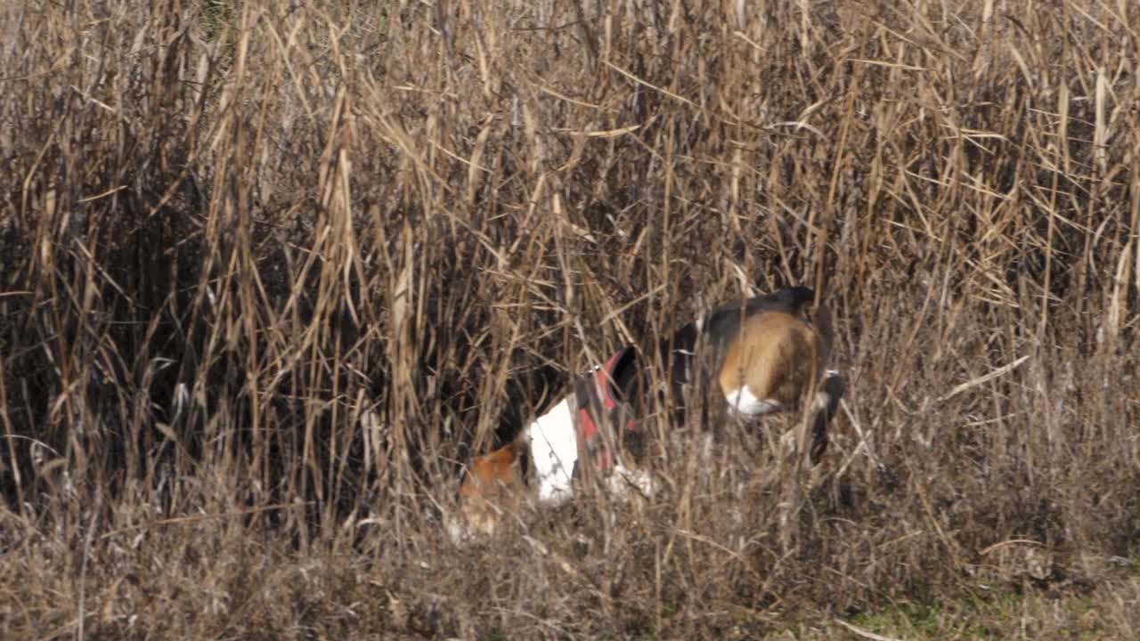 Beagle dog wearing harness runs free in autumn fields. Slow-motion