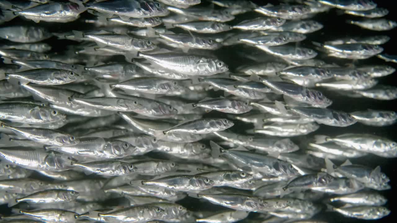 바다에서 헤엄치는 세 마리의 척추 스티클백의 큰 학교