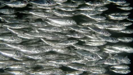 large school of three spine sticklebacks swimming in the ocean