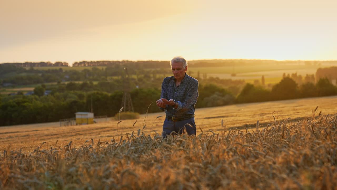 Landmand tjekker hvedemark ved solnedgang. En landmand knæler i en hvedemark og undersøger afgrøderne i den varme glød fra en solnedgang i landlige omgivelser.