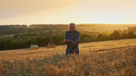farmer checking wheat crop at sunset. a farmer kneels in a wheat field, examining crops under the warm glow of a sunset in rural surroundings