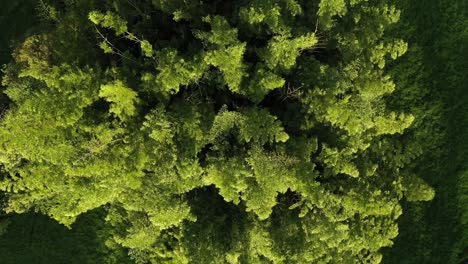 Cinematic-bird's-eye-shot-of-giant-bamboo-plant-on-a-windy-sunny-afternoon