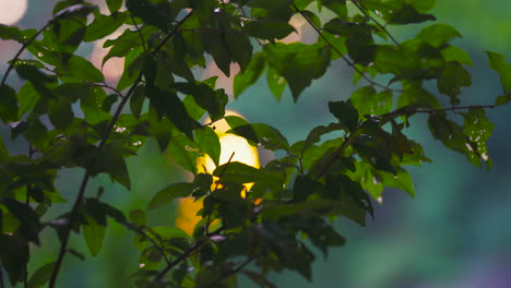 puesta de sol relajante a través de las hojas de los árboles